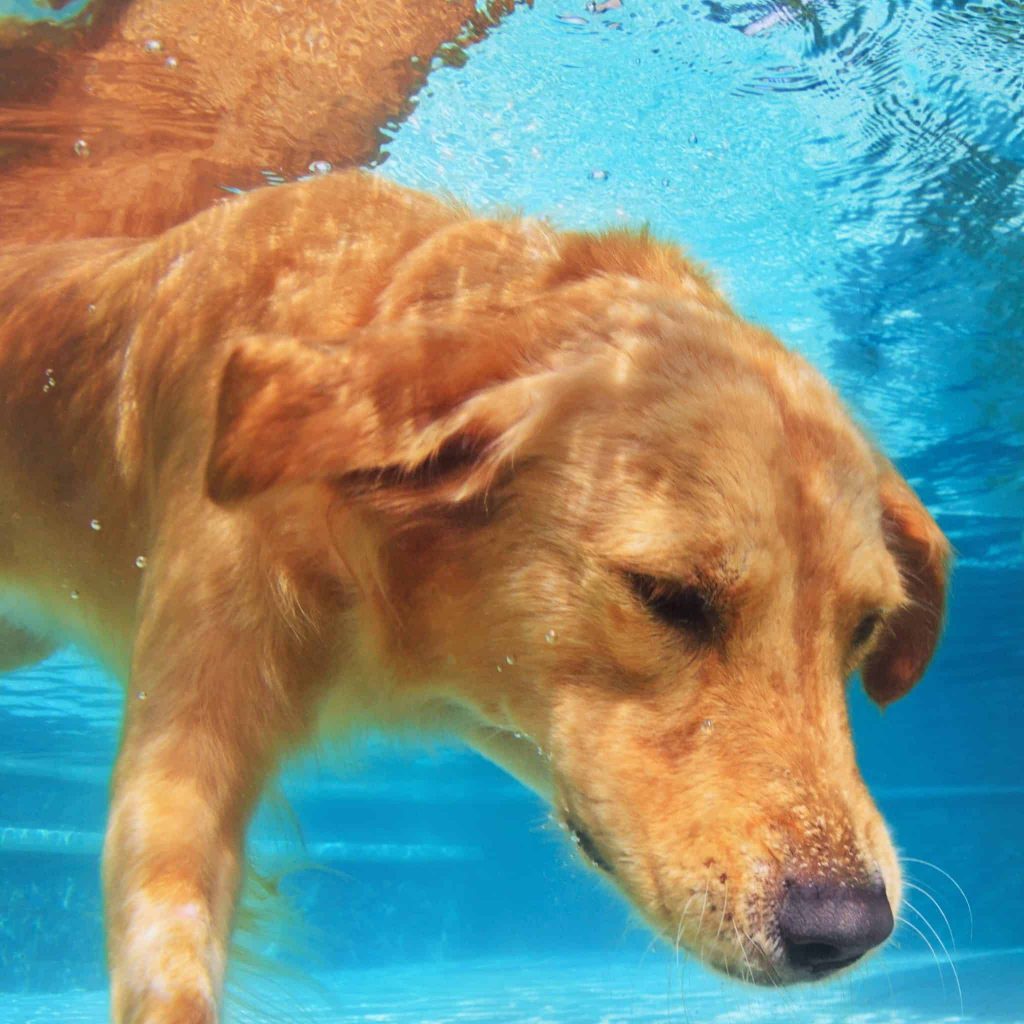 dog swimming can dogs swim in the pool?