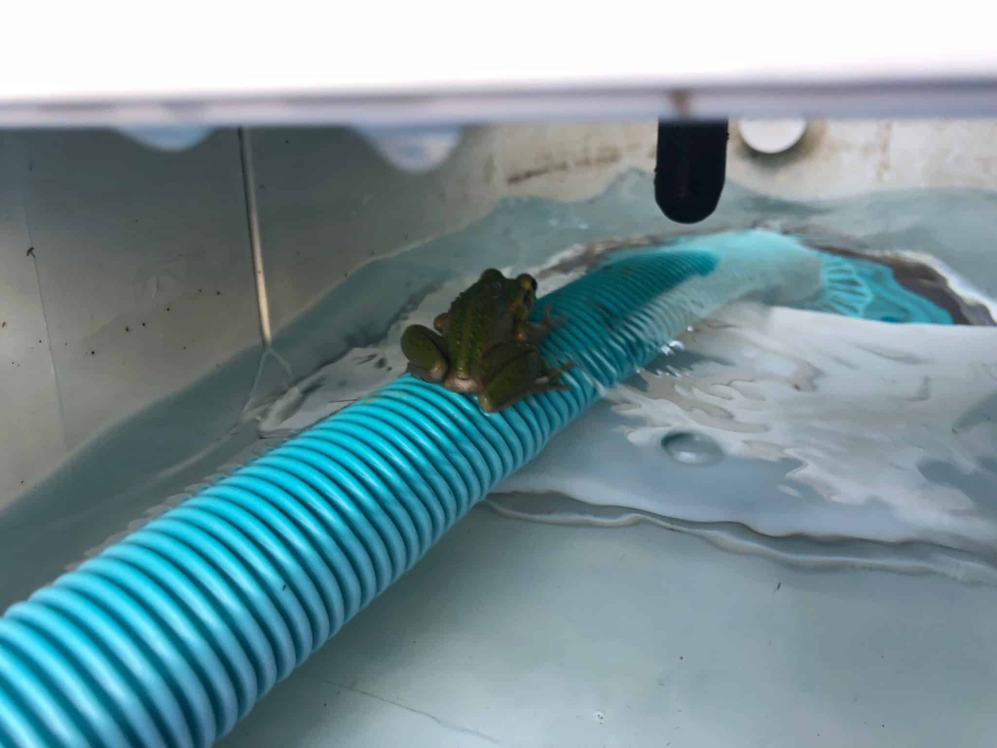 How To Keep Frogs Out Of Your Pool | Kreepy Krauly