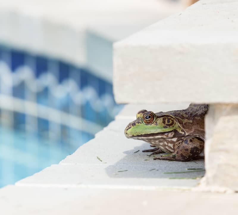bullfrog at swimming pool edge
