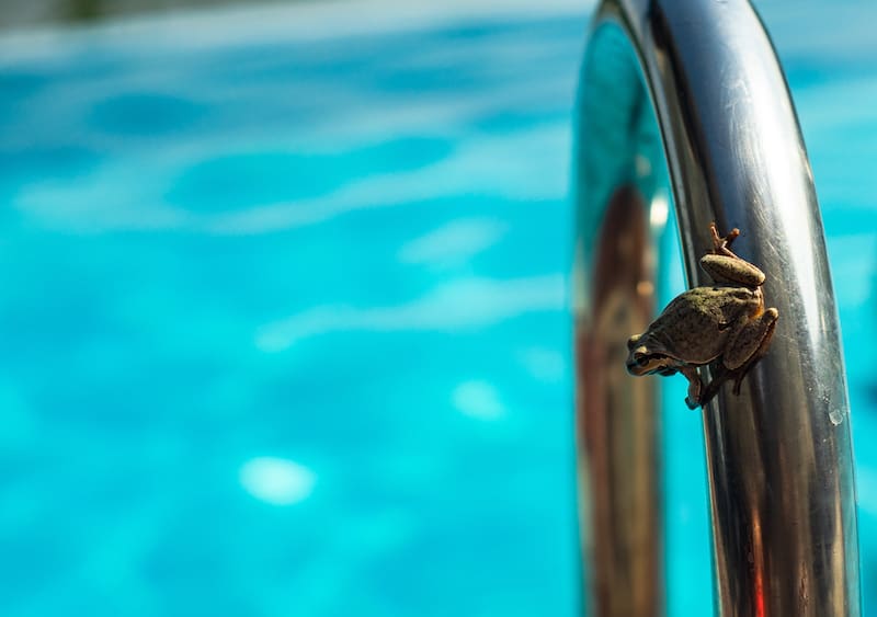 frog at swimming pool
