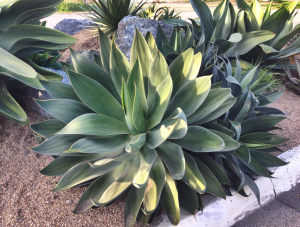 Tropical Frangipani backyard plant for easy swimming pool care in Australia