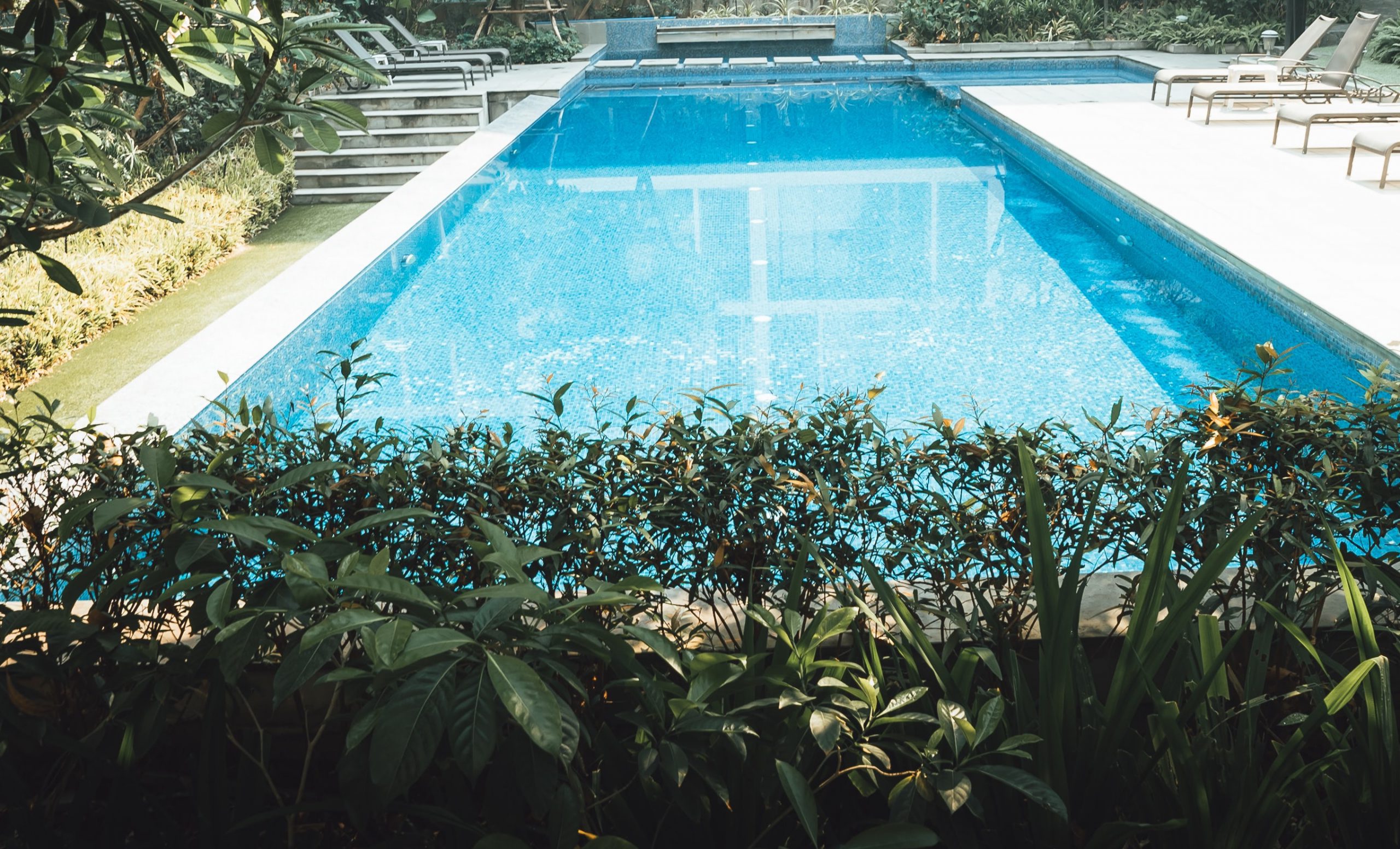Top 5 attractive, yet low maintenance plants to plant around your pool